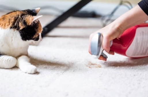 neutraliser l'odeur d'urine de chat
